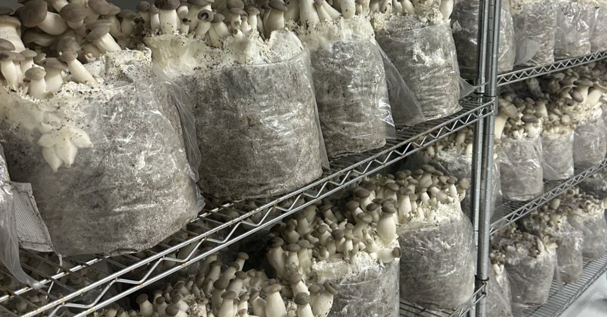 The Challenges — and Opportunities — of Establishing a More Circular Mushroom Economy